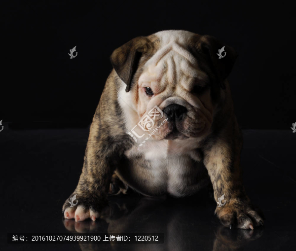 英國(guó)斗牛犬