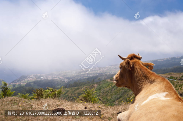 馬德拉