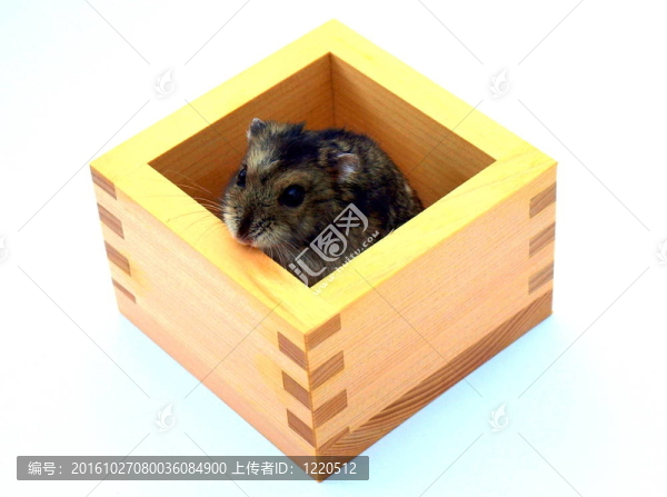 倉鼠在盒子里