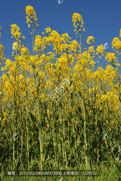 油菜花