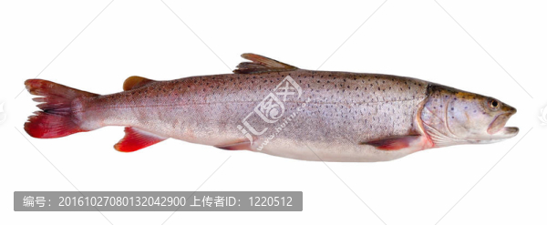 哲羅鮭