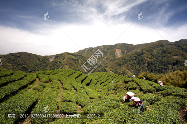 八卦茶園中的臺灣