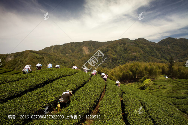 八卦茶園中的臺(tái)灣