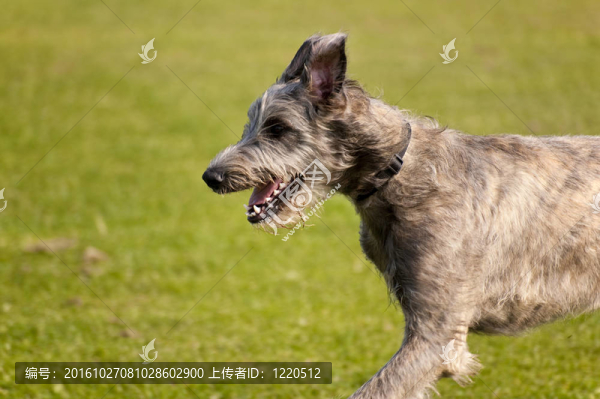 狗