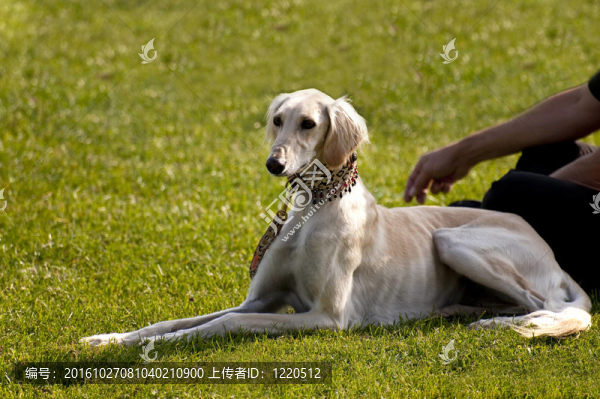 狗