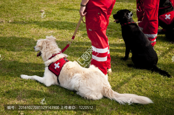 狗