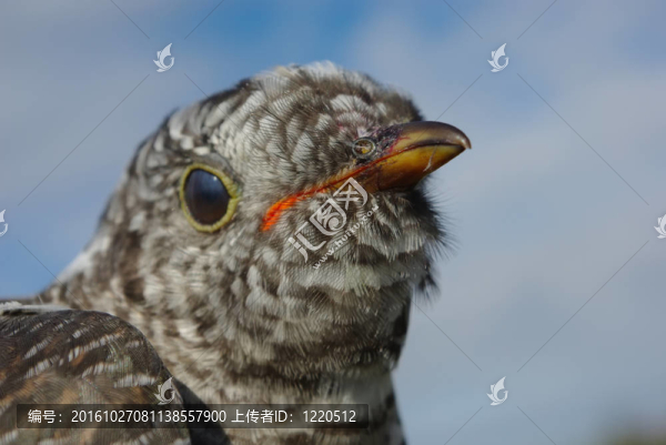 布谷鳥