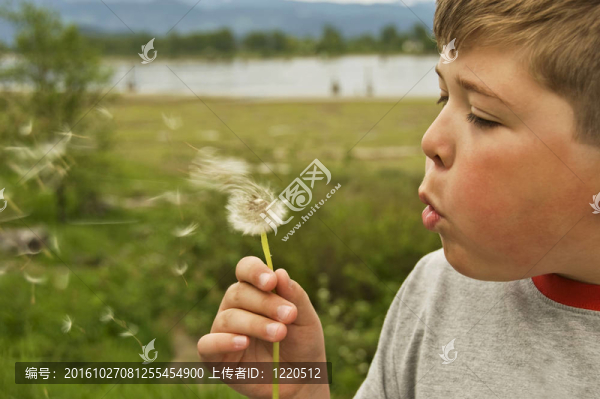 吹蒲公英