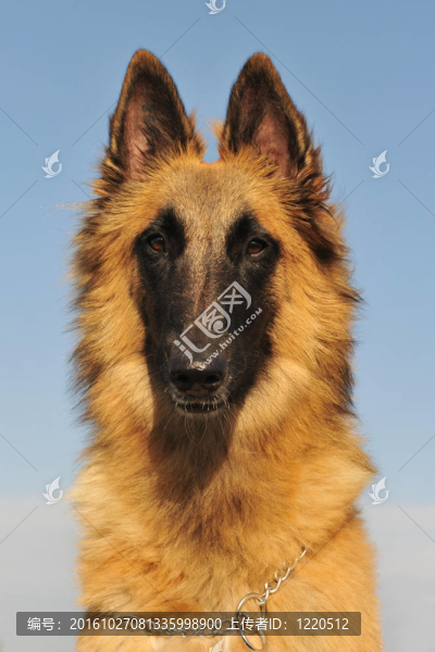 比利時(shí)牧羊犬牧羊犬