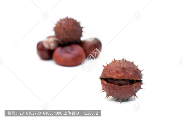 七葉樹