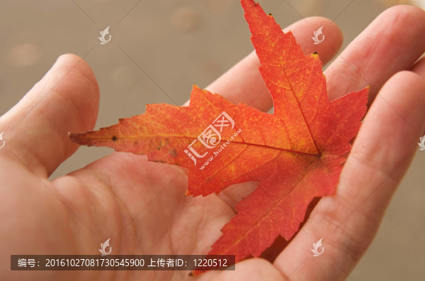 葉在一只手