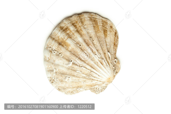 海貝殼