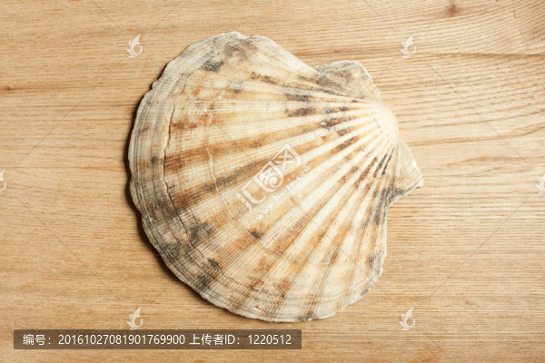 海貝殼