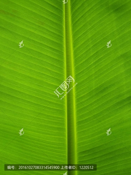 香蕉葉