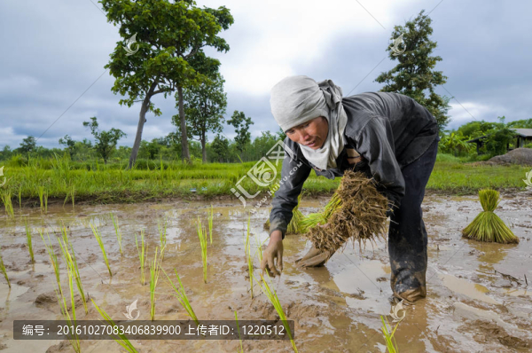 亞洲女人種植水稻