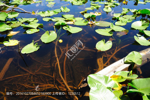 百合墊和清水