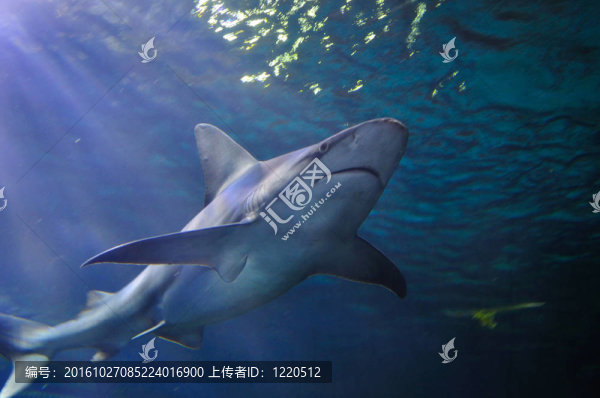 灰礁鯊
