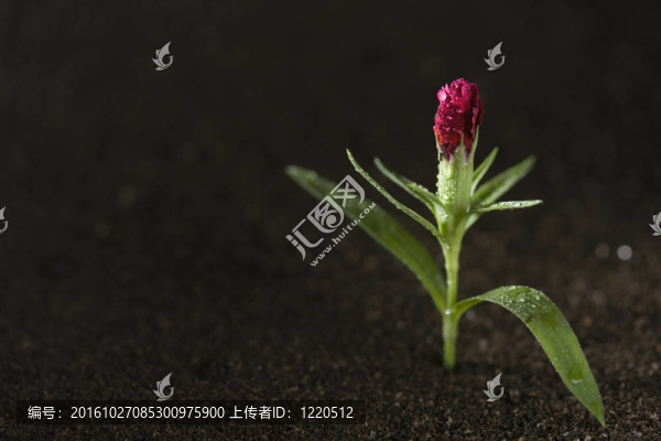 植物