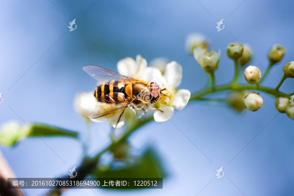 白色花上的蜜蜂