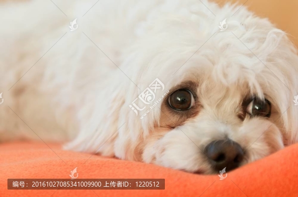 狗的肖像