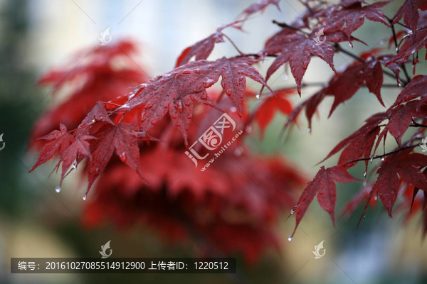 葉和雨滴