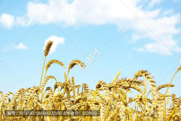 小麥在天空