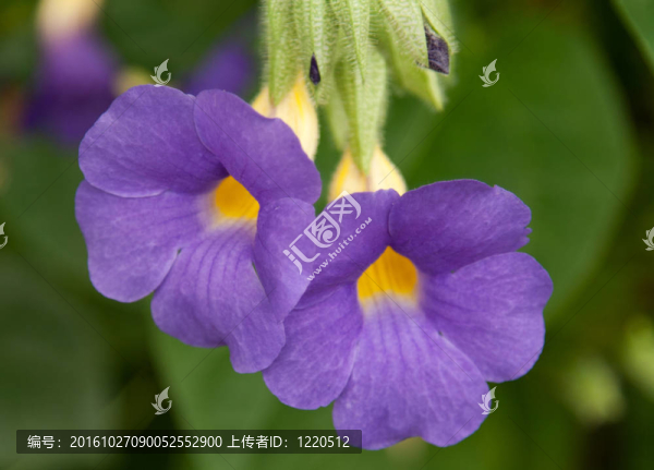 兩只藍(lán)色的花