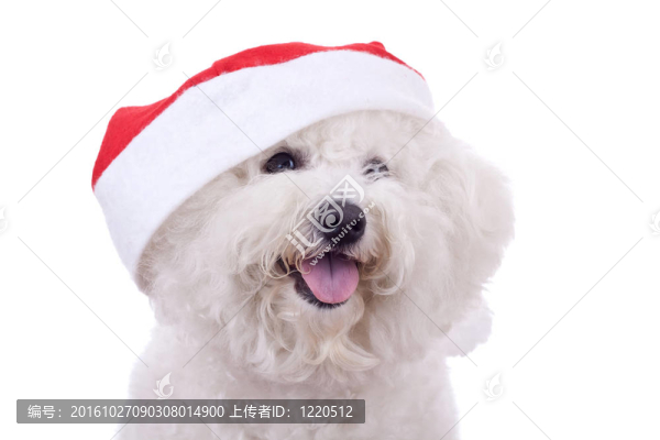 一個(gè)圣誕帽比熊的臉