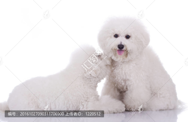 兩個(gè)快樂(lè)的比熊犬