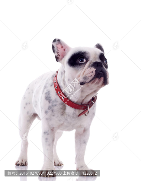 好奇的法國斗牛犬