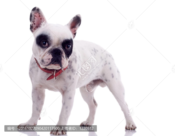 法國斗牛犬
