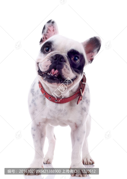 法國斗牛犬看好奇