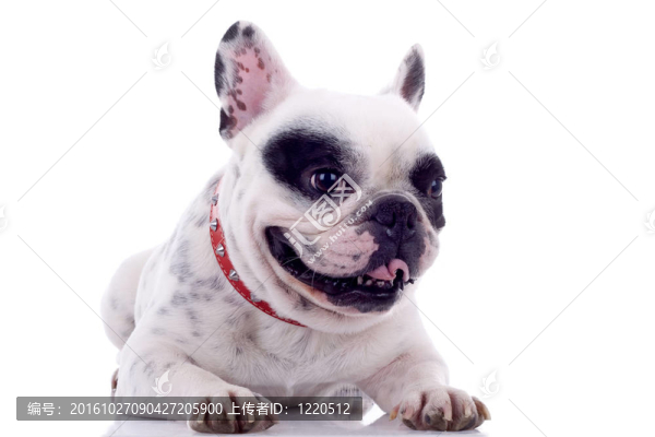 氣喘吁吁的法國斗牛犬