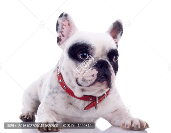 坐在法國斗牛犬