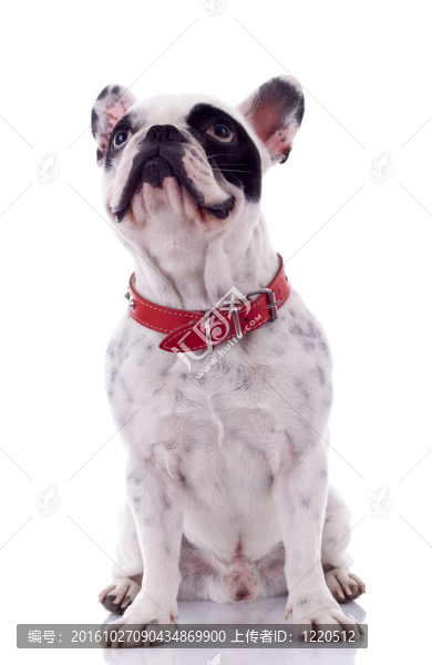 法國斗牛犬抬頭