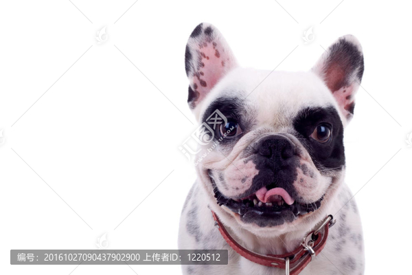 氣喘吁吁的法國斗牛犬