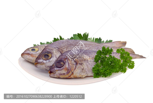 金頭鯛16
