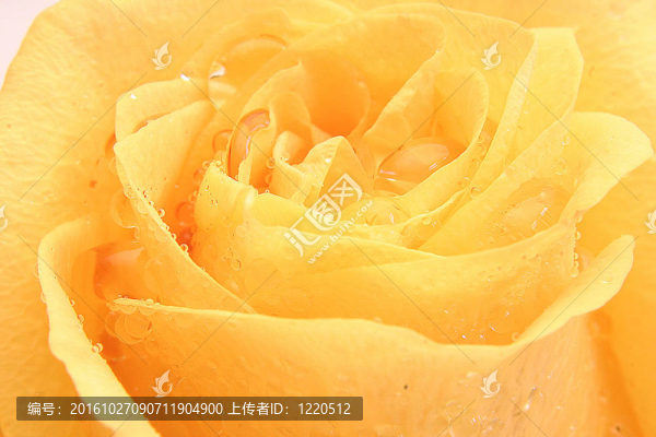 玫瑰