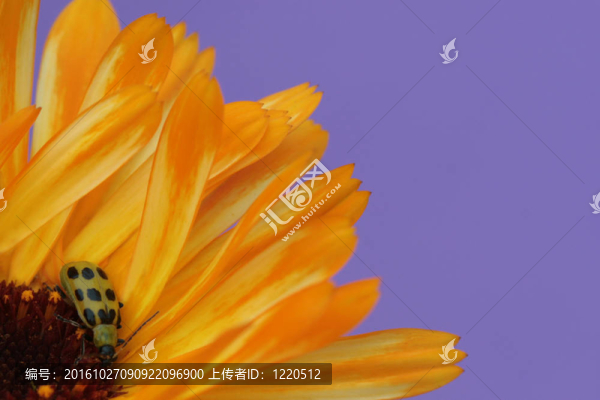 黃色的花