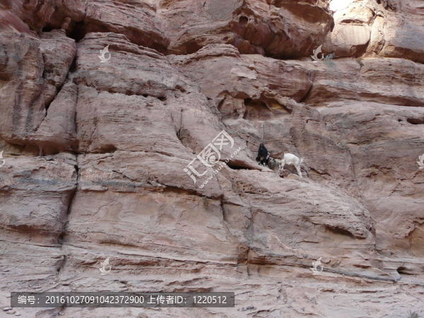 從SIQ的tresury；Petra；約旦