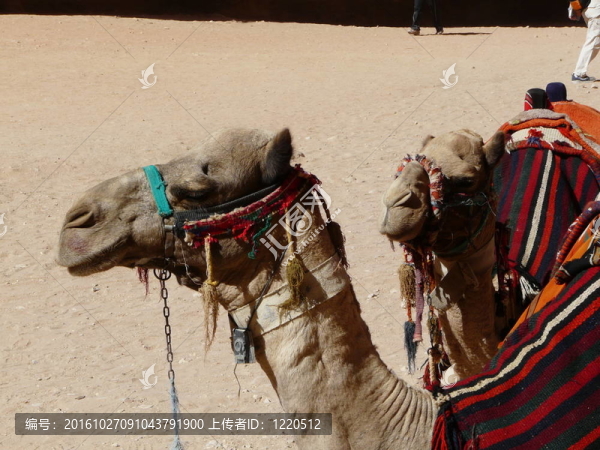 從SIQ的tresury；Petra；約旦