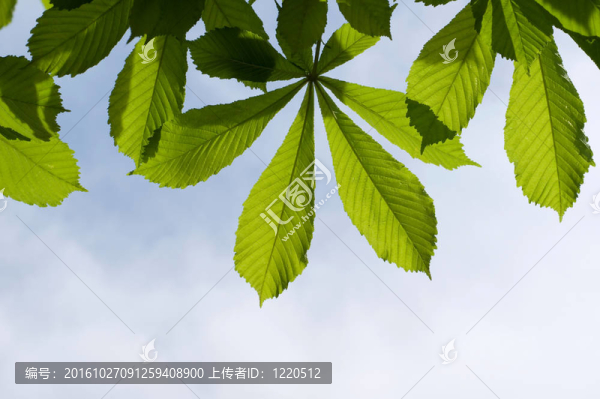 栗子的葉子