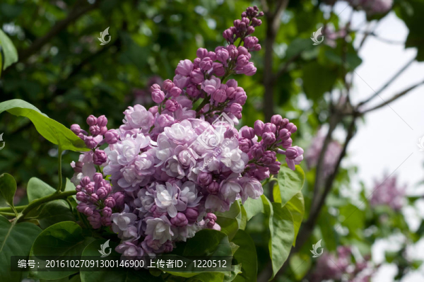 丁香花