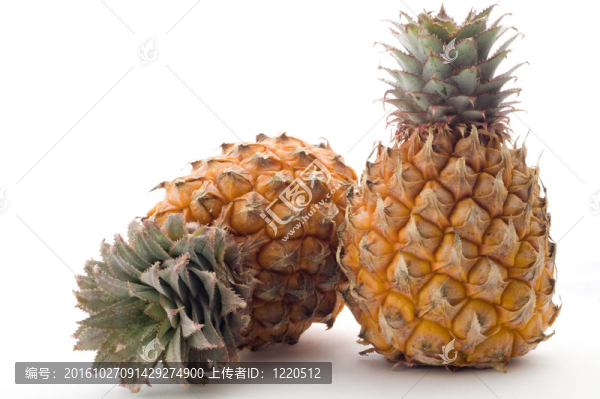 菠蘿