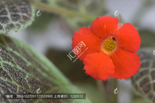 紅色的花