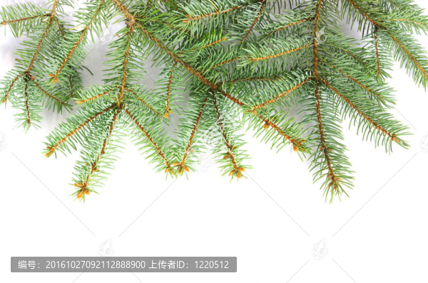 松樹的樹枝