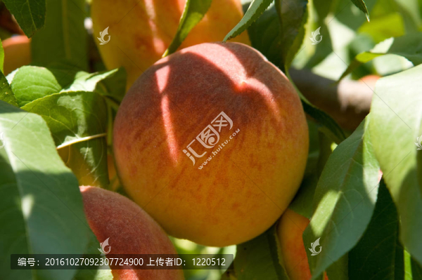 桃子