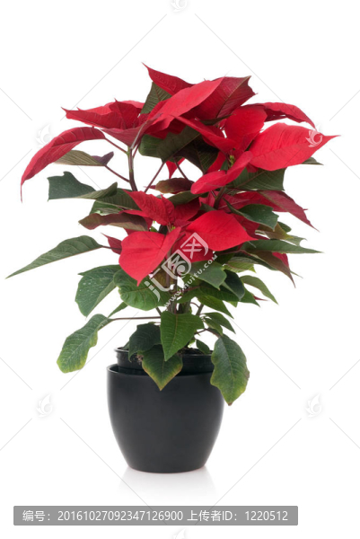 紅色的一品紅