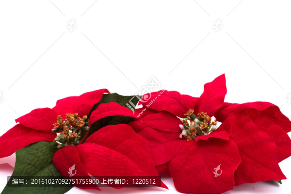 一品紅的邊界