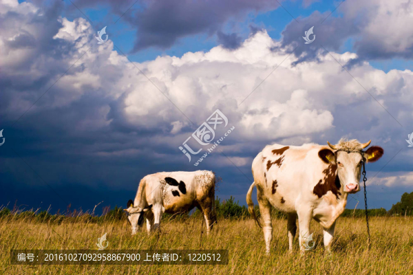 奶牛